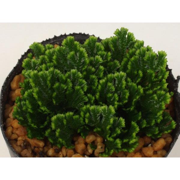 渦葉シダ　緑の渦　・・・・6.0cmビニールポット植え 日陰で容易に栽培できます。クラマゴケの仲間で常緑。小型で盆栽添草など小鉢作りに良いです。水はけ良く日陰で凍結しないように栽培します。冬期は室内の窓際などでも管理できます。