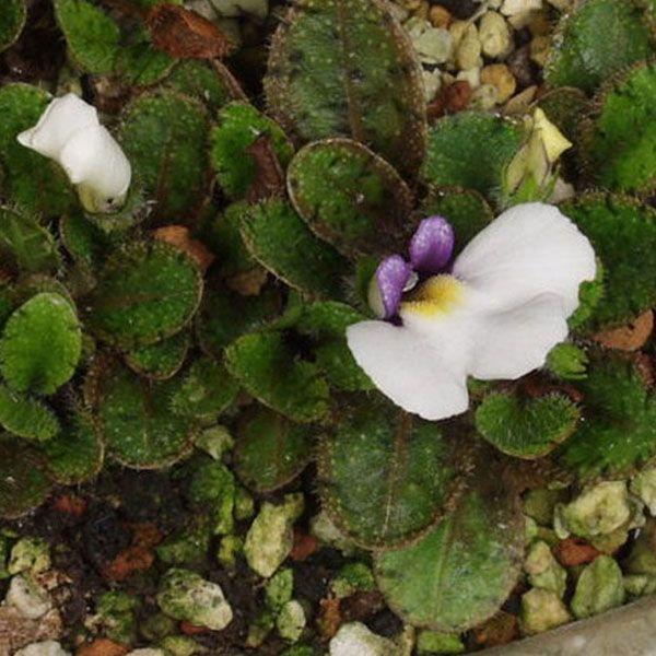 ウズラ葉サギゴケ 山野草 Uzurabasagi やまおか碧山苑ヤフー店 通販 Yahoo ショッピング