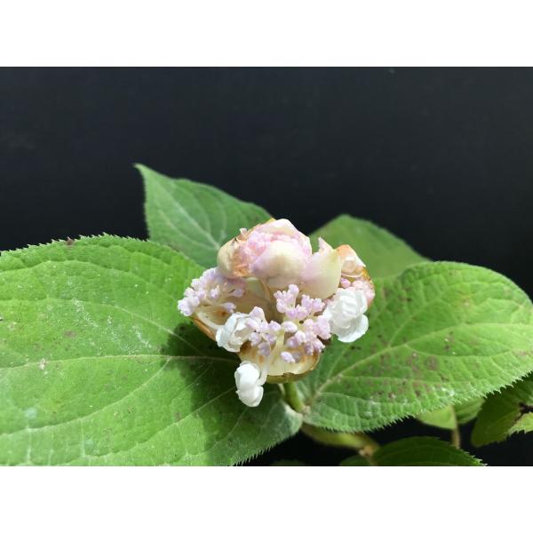 タマアジサイ 玉紫陽花 八重咲種タマアジサイの八重咲き品種　八重タマアジサイ高さ約50ｃｍ程度で蕾1つ付き　7月26日現在　もうすぐ開花です写真後半は見本株の7月26日の様子です遅咲きの紫陽花の仲間でツボミが玉のようになる。茶花にも良く使われる。