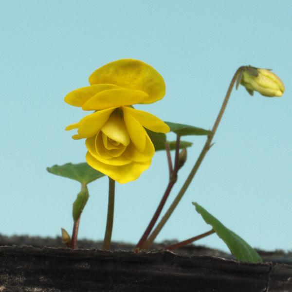 八重咲きキスミレ 2025年度開花見込み 山野草 : やまおか碧山苑ヤフー