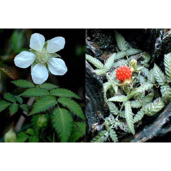 ���v���P�o���C�`�S �R�쑐�@