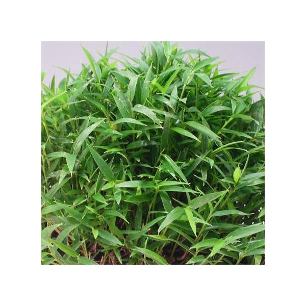 v NV}UT R쑐 ~͓Y@9cm|bg