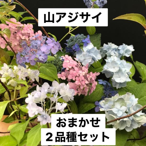 ヤマアジサイ 山アジサイ 山紫陽花 開花株 おまかせ 2品種セット