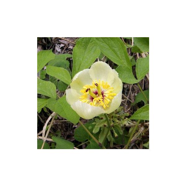 ヤマシャクヤク 茶花 山野草1芽入り白花一重。庭植えにすると栽培容易例年ですと　４月中旬から下旬が開花時期となります７月頃から秋にかけ落葉し　地上部が無い状態で冬を越します暖かくなると　新芽が出てくる多年草です