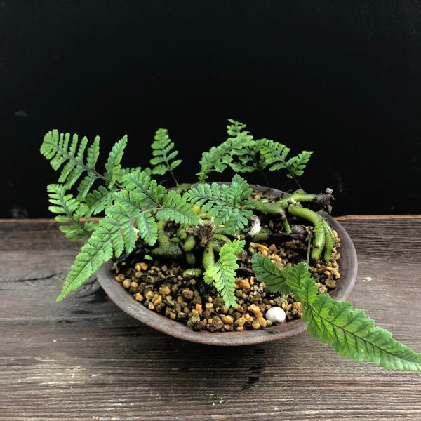 hekizanen_yoseuekokedama-s hekizanen_yoseuekokedama-s