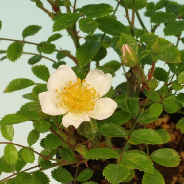 バラ苗 吉田バラ 山野草花径2.5cm・屋久島バラ×ノバラで小輪小葉・ツボミが淡桃色をさす