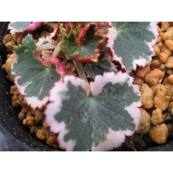 LmV^ m 䏊 R쑐 ~͓Y