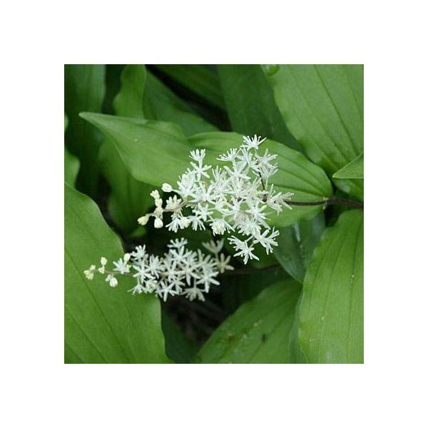 ユキザサ 雪笹 茶花 山野草白い小花を穂状に咲かせる春のお茶花10.5cmポット苗