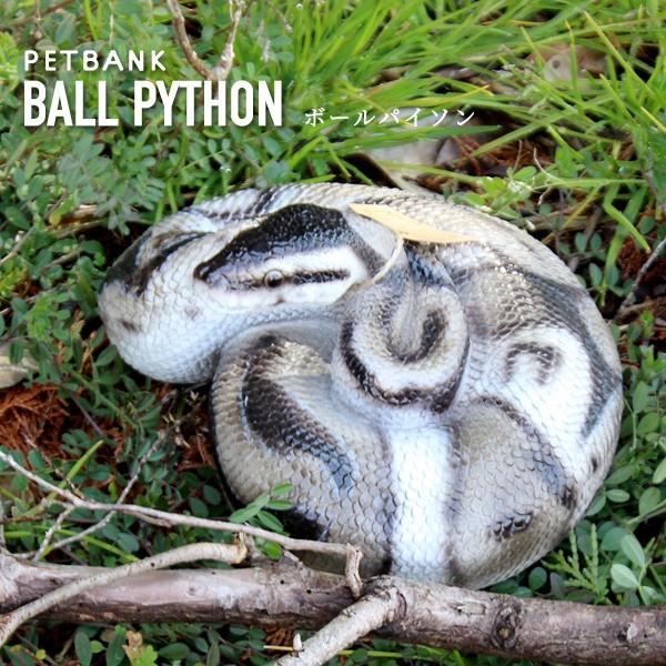貯金箱 ペットバンク Ball Python ボールパイソン Buyee Buyee 日本の通販商品 オークションの代理入札 代理購入