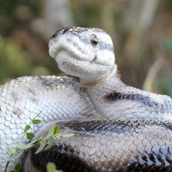 貯金箱 ペットバンク Ball Python ボールパイソン Buyee Buyee Japanese Proxy Service Buy From Japan Bot Online