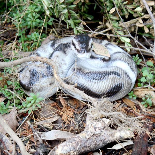 貯金箱 ペットバンク Ball Python ボールパイソン Buyee Buyee Japanese Proxy Service Buy From Japan Bot Online