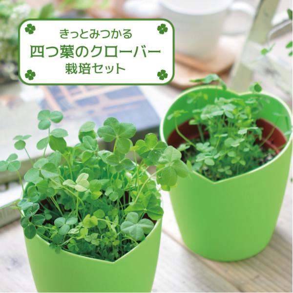 種 クローバー 四葉の人気商品 通販 価格比較 価格 Com