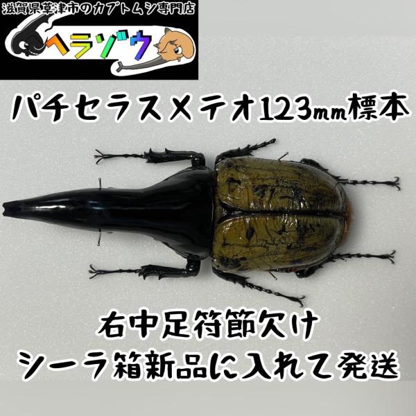 パチセラスメテオ123mm標本新品シーラケース付き（ヘラクレス