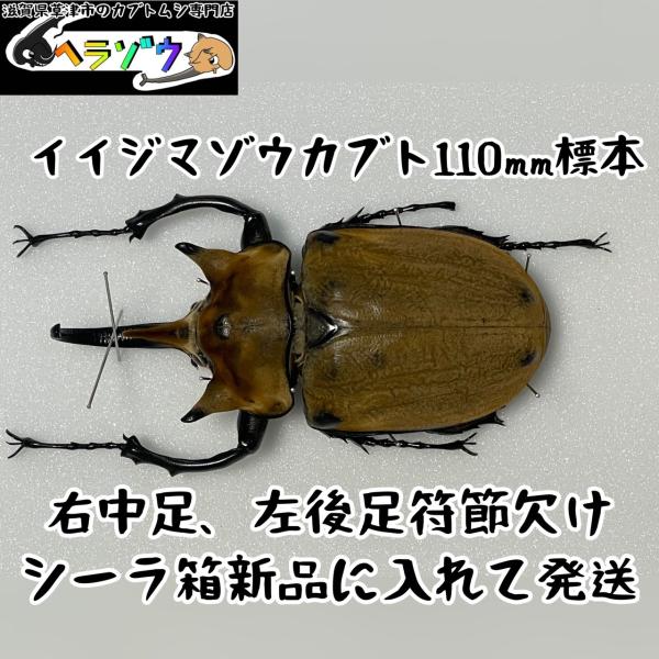 イイジマゾウカブト　117mm  標本 標本 イイジマゾウカブト☆♂112ミリB品♀68ミリAペア