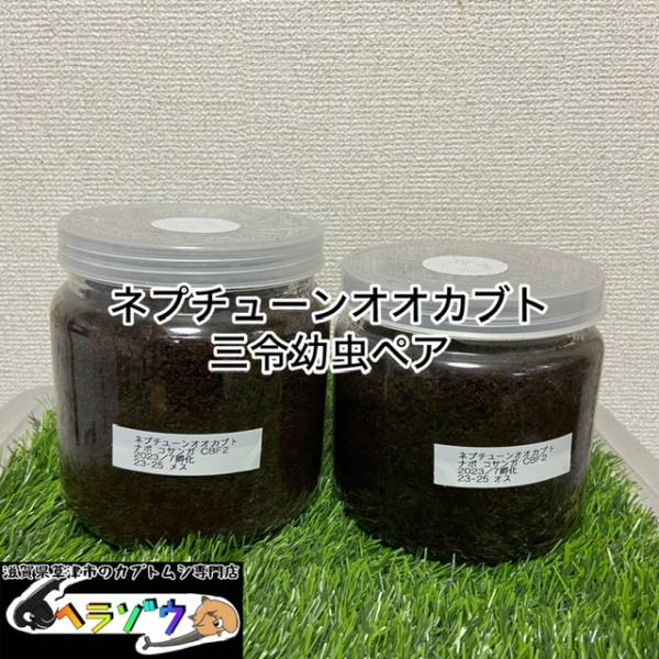 ネプチューンオオカブト3令幼虫1ペア2匹セット : カブトムシ専門店 