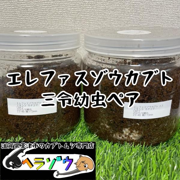 エレファスゾウカブト三令幼虫1ペア2匹（♂♀）セット（メガソマ
