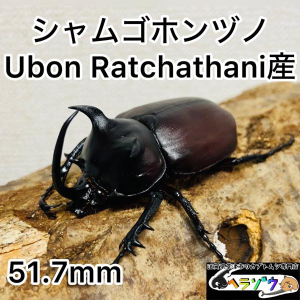 カブトムシ herazou_24-10-7