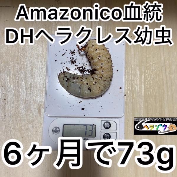 6ヶ月で73g DHヘラクレス三令幼虫 オス♂ 体重70gUP （ヘラクレス