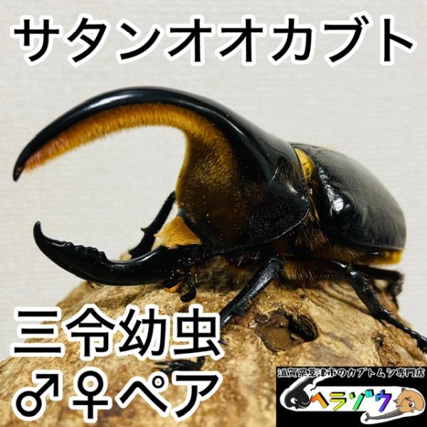 サタンオオカブト 幼虫 ペア(オスメス2匹) : カブトムシ専門店ヘラゾウ
