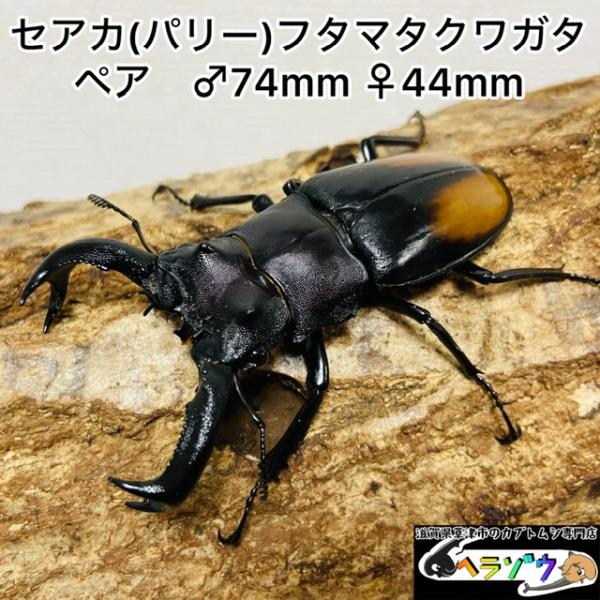 H.セアカ(パリー)フタマタクワガタ4体セット野外品75〜88㍉ セアカフタマタクワガタ ペア ♂74mm♀44mm パリーフタマタクワガタ
