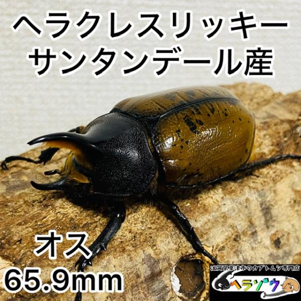 ヘラクレスリッキー 152.8㎜(大型血統)