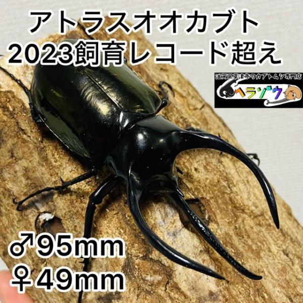 アトラスオオカブト 成虫ペア ♂95.6mm♀49.1mm (アトラス