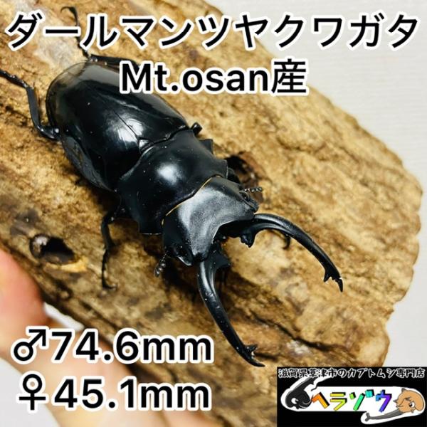 ダールマンツヤクワガタ 成虫ペア ♂74.6mm♀45.1mm (ダールマン