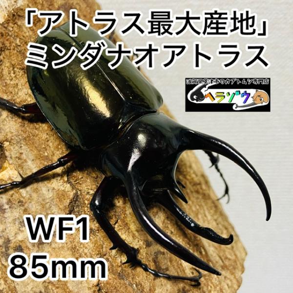 アトラスオオカブト 成虫 ♂ 85.5mm ミンダナオアトラス : カブトムシ