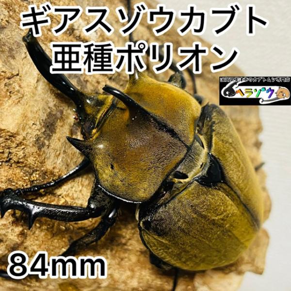 ギアスゾウカブト 亜種ポリオン 成虫 オス ♂ 84.6mm : カブトムシ専門