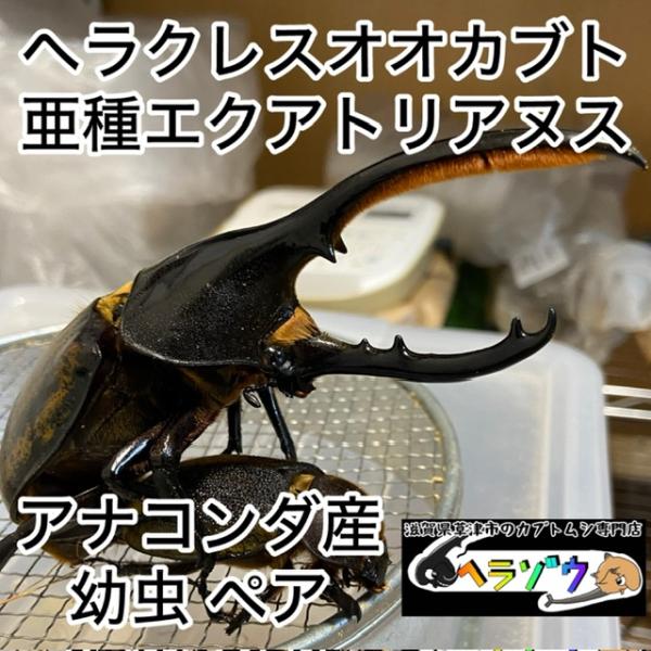 ヘラクレスオオカブト 亜種エクアトリアヌス 幼虫ペア : カブトムシ