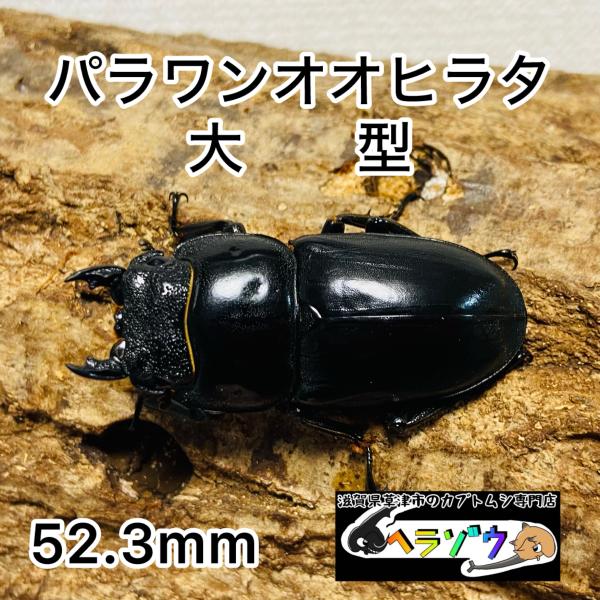 パラワンオオヒラタクワガタ ♀52.3mm : カブトムシ専門店ヘラゾウ