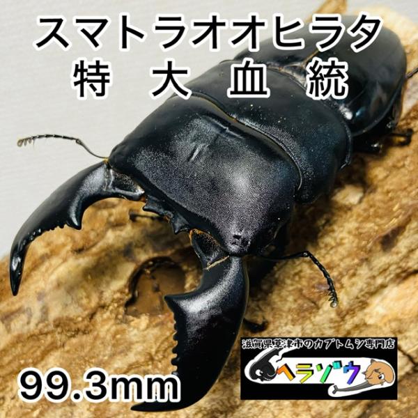特大血統】スマトラオオヒラタクワガタ ♂99.3mm : カブトムシ専門店