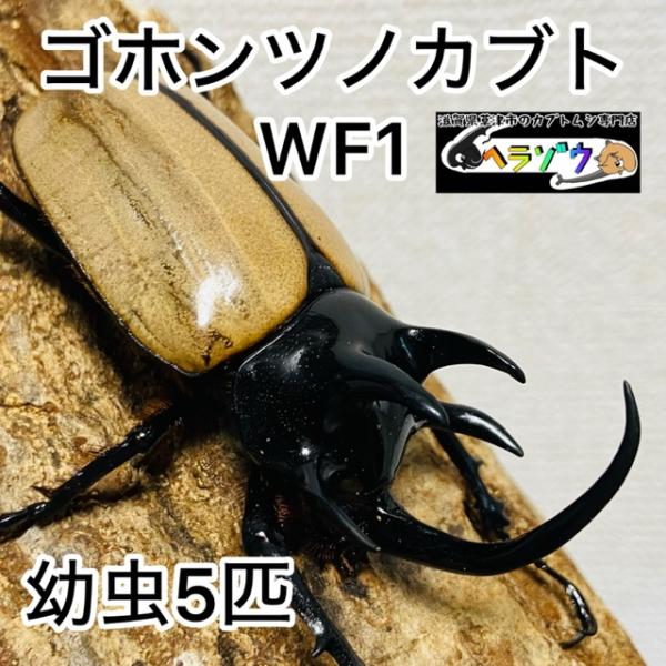 ゴホンツノカブト 幼虫 5匹 ゴホンヅノカブト : カブトムシ専門店