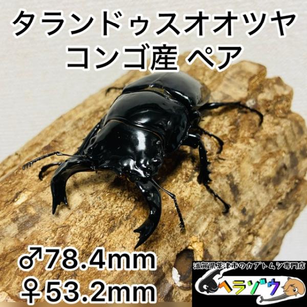 タランドゥスオオツヤクワガタ ペア ♂78.4mm ♀53.2mm タランドゥスオオツヤクワガタ ペア ♂78.4mm ♀53.2mm