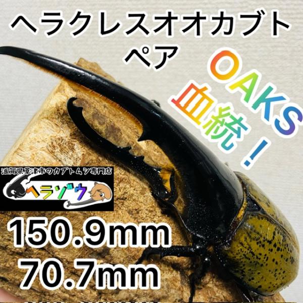 ヘラクレスオオカブト 約150㎜ペア