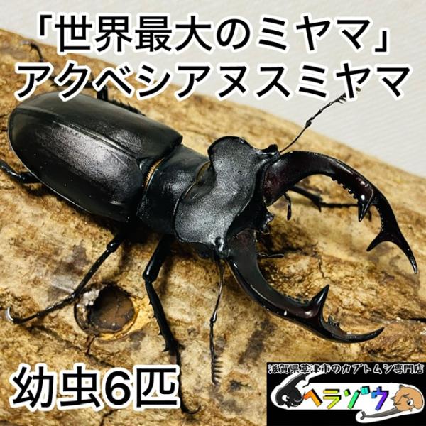 アクベシアヌスミヤマクワガタ標本 3匹セット 標本】3型セット！北海道産ミヤマクワガタ 昆虫標本 - メルカリ