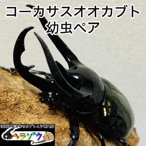 コーカサスオオカブト 幼虫ペア : カブトムシ専門店ヘラゾウ - 通販