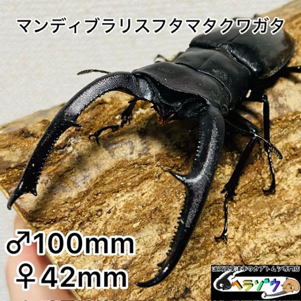 希少 ツカモトフタマタクワガタ ペア 標本 WD】《ツカモトフタマタ