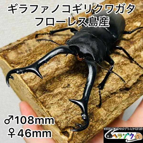 ヘラクレスオオカブトペア・ギラファノコギリクワガタ