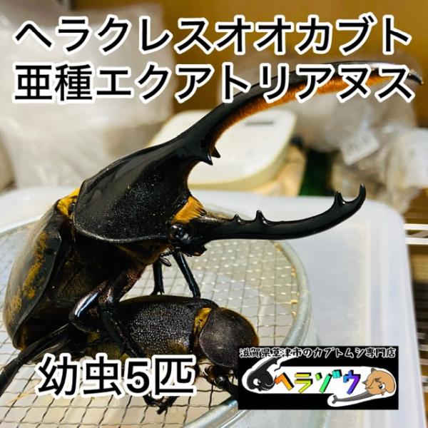 ヘラクレスオオカブト 亜種エクアトリアヌス 幼虫 5匹 : カブトムシ