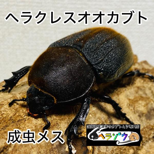 ヘラクレスオオカブト 成虫 メス ♀ 50mmUP DHヘラクレス ヘラヘラ