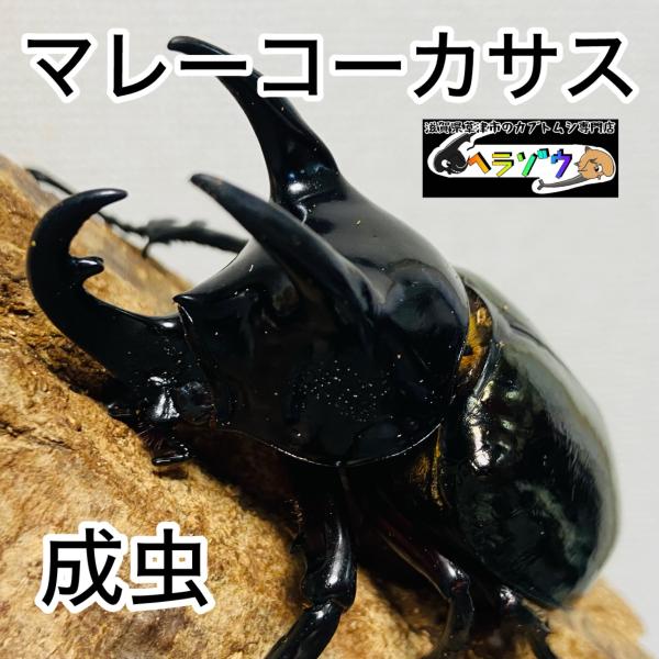 コーカサスオオカブト 成虫 オス ♂ 82.6mm マレーコーカサス