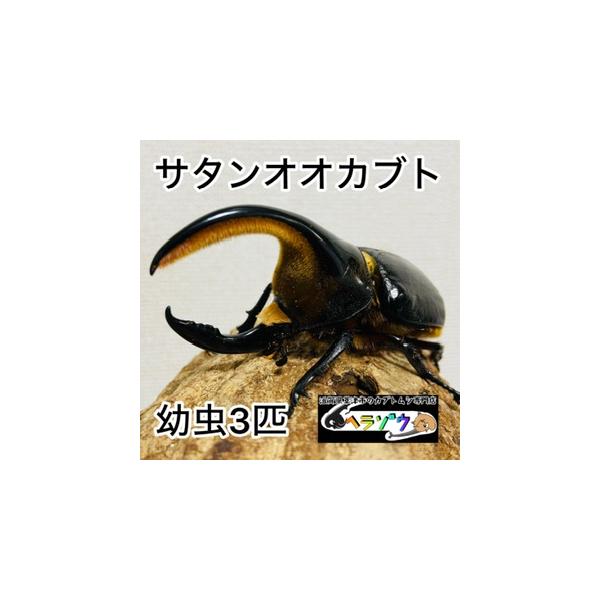 ✨サタンオオカブト幼虫3頭②✨ サタンオオカブト 3令幼虫 ♂♀ ペア 種親♂105mm RY×YD血統(大型