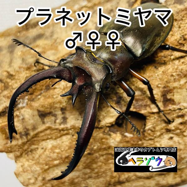 プラネットミヤマクワガタ 原名亜種 成虫 3匹 オス 74.3mm