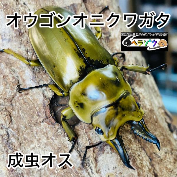 ローゼンベルグオウゴンオニクワガタ 成虫 オス 62.3mm : カブトムシ