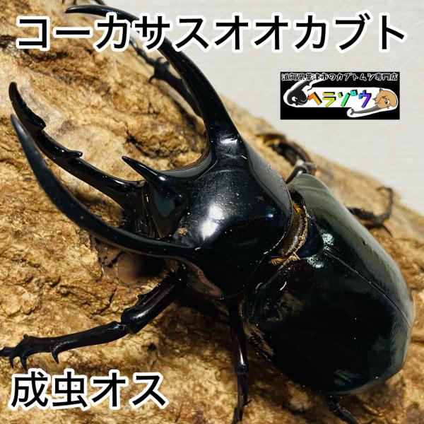 コーカサスオオカブト 成虫 オス ♂ 86.0mm ジャワコーカサス