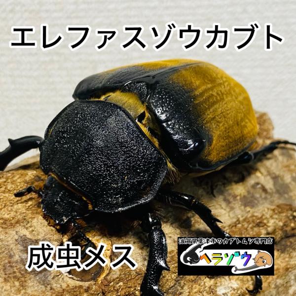 エレファスゾウカブト 成虫 メス ♀ 71.3mm : カブトムシ専門店