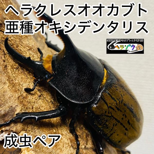 ヘラクレスオオカブト 亜種オキシデンタリス 成虫 80.0mm ペア 