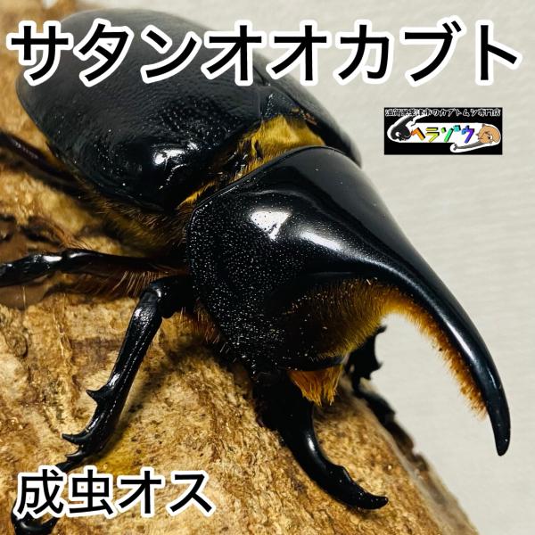 サタンオオカブト　オス サタンオオカブト 成虫 オス ♂ 75.3mm : カブトムシ専門店ヘラゾウ