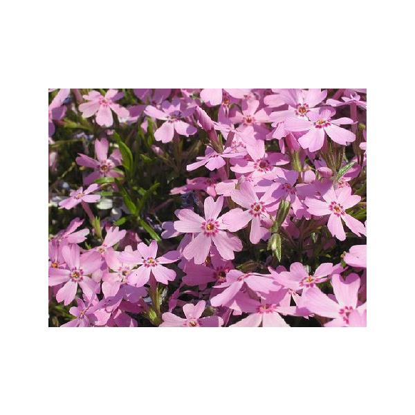 芝桜苗 オータムローズ ピンク色 10個セット しばざくら シバザクラ モスフロックス ガーデニング 秩父羊山公園の芝桜 芝桜の丘 Buyee Buyee Japanese Proxy Service Buy From Japan Bot Online